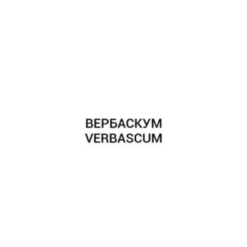ВЕРБАСКУМ VERBASCUM