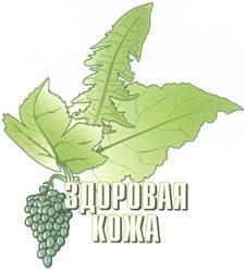 ЗДОРОВАЯ КОЖА