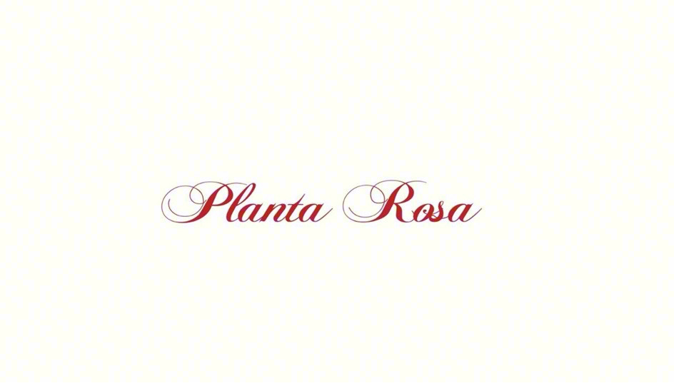 Planta Rosa