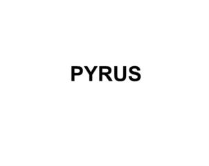 PYRUS