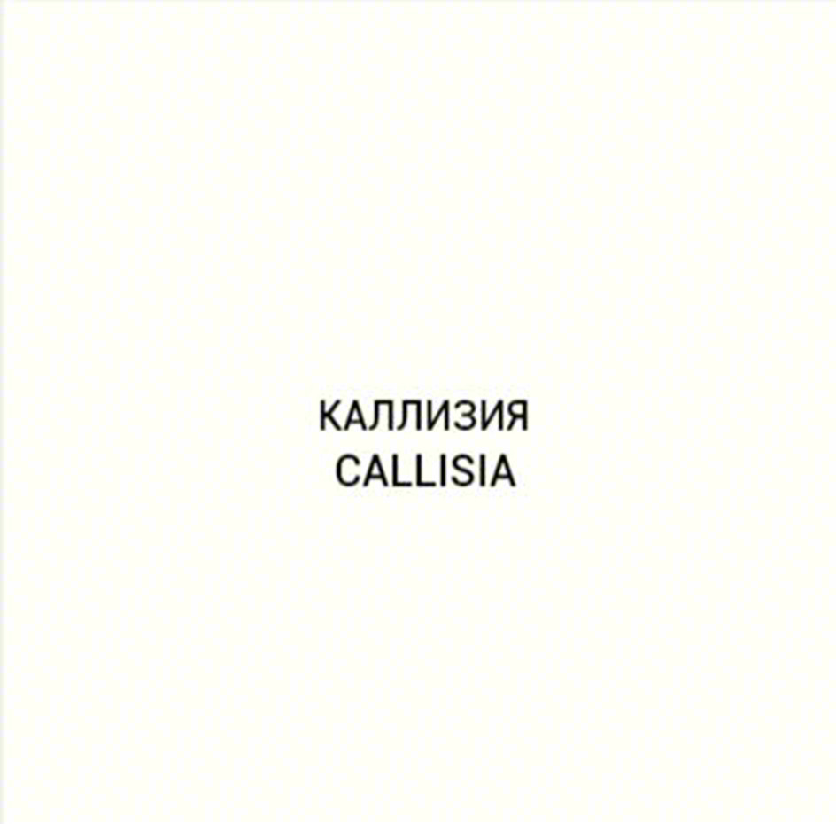 Изображение товарного знака КАЛЛИЗИЯ CALLISIA