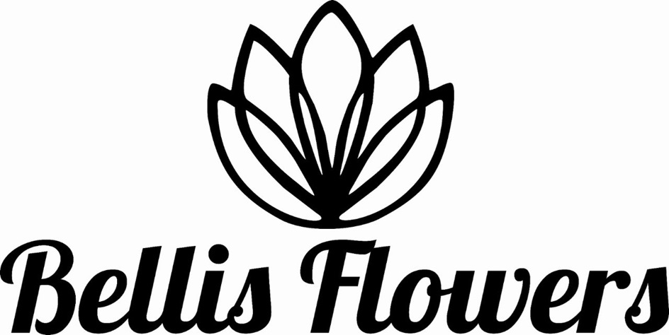 Bellis Flowers