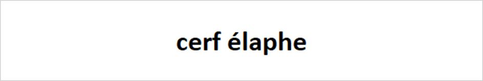 cerf élaphe